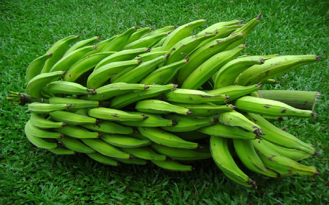 Atelier de la transformation du plantain, patate-douce et manioc en farines panifiable